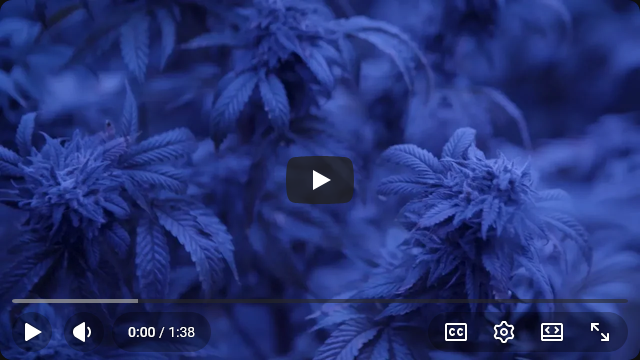 Qualis Cannabis video spot